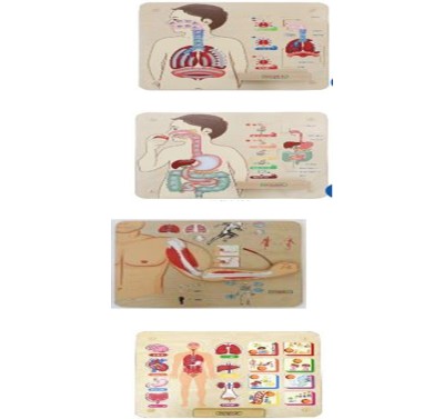 Bộ làm quen STEM lĩnh vực khoa học trải nghiệm cơ thể người, hệ hô hấp, tiêu hóa, xương cơ; kèm bộ giáo án hoạt động trải nghiệm thực hành và video hướng dẫn.